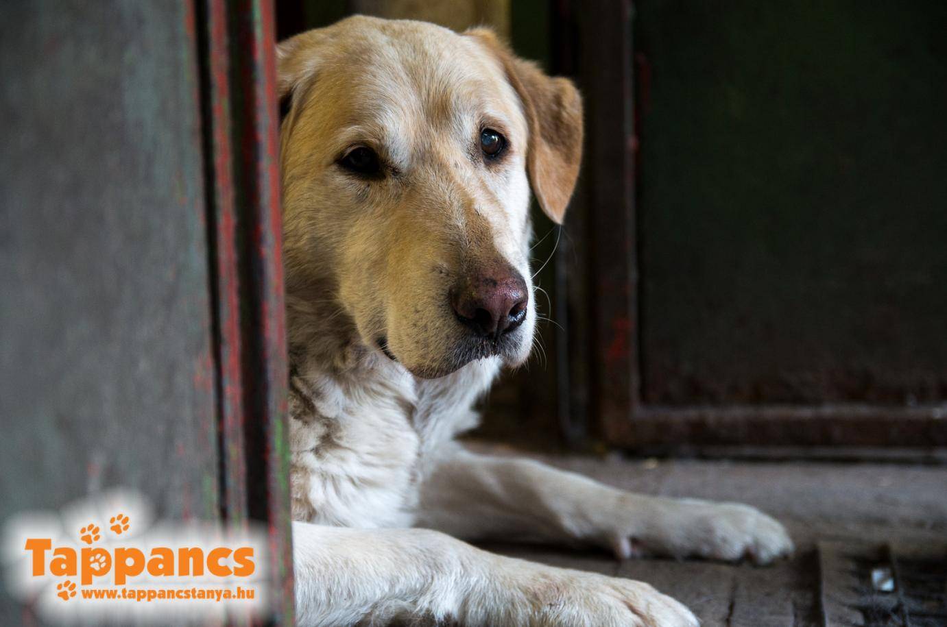 Segítséget kérünk