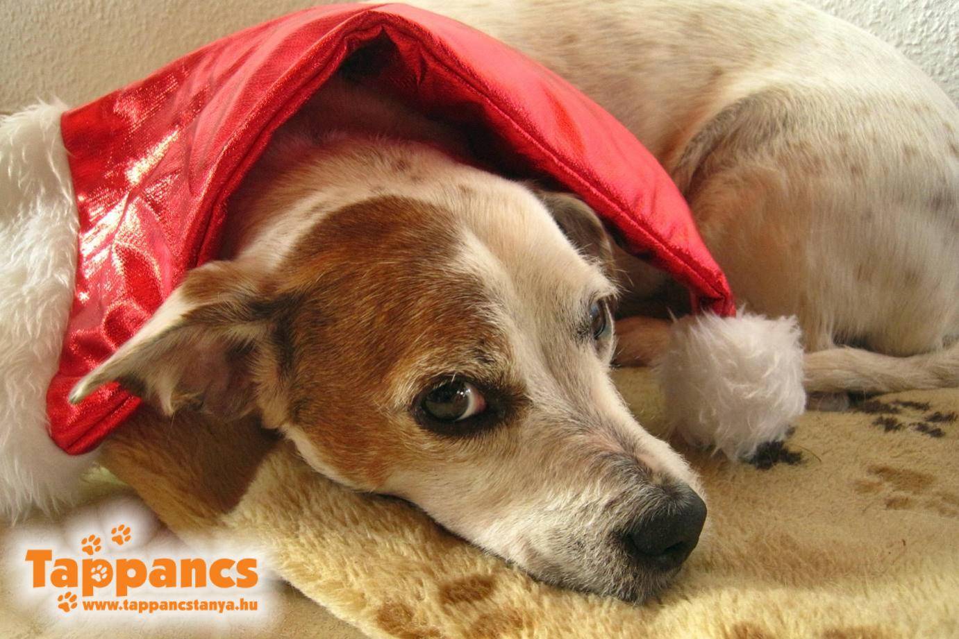 Állatok karácsonya