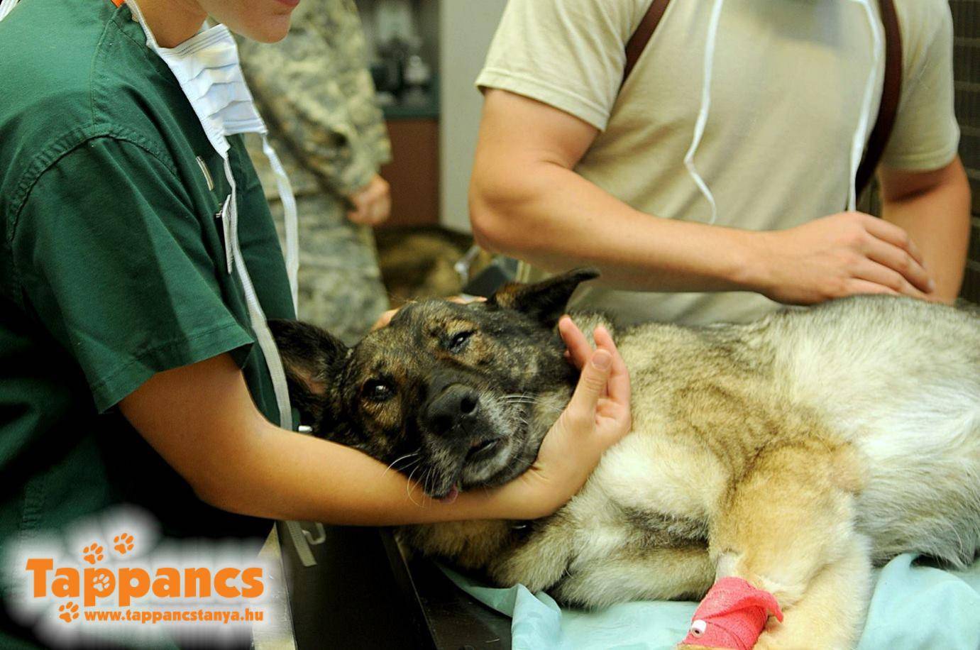 Ivartalanítási kampány felhívás