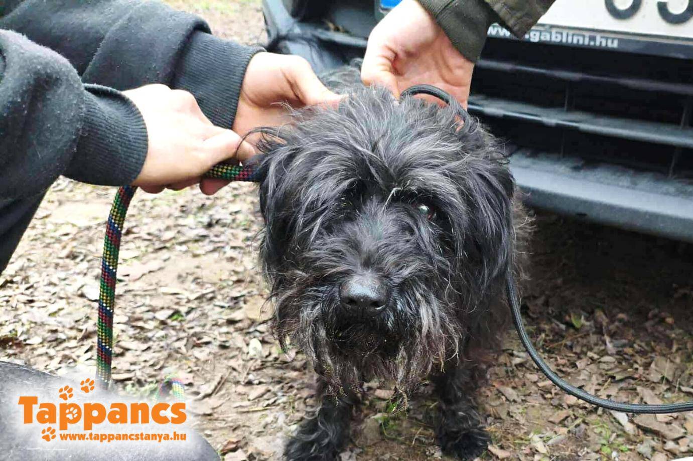 Tarack, a talált gazdás kutya