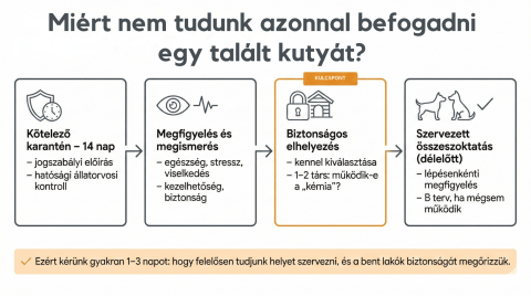 Miért nem tudunk mindig azonnal befogadni egy talált kutyát?