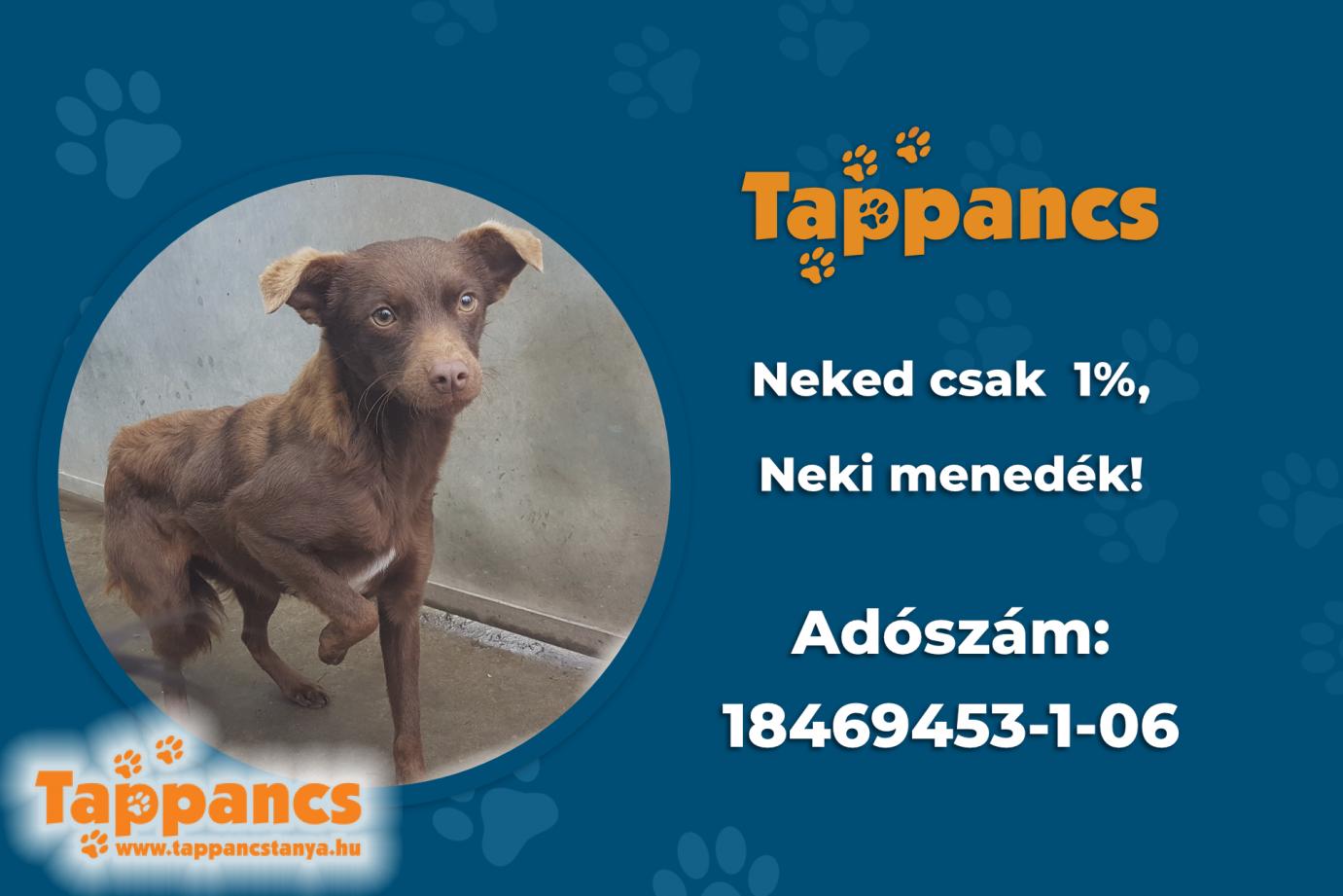 Tappancs adószám 18469453-1-06